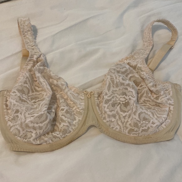 Rosa faia beautiful cup h - Picture 6 of 11